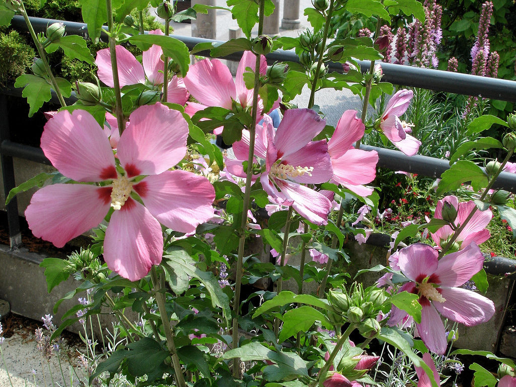 Fleurs en pots pour balcon et terrasse, My Little Jardin My Little Jardin Giardino classico