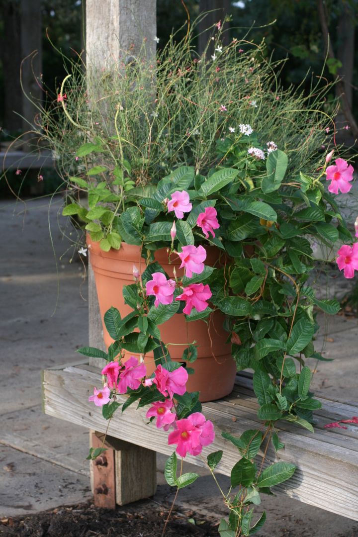 Fleurs en pots pour balcon et terrasse, My Little Jardin My Little Jardin حديقة