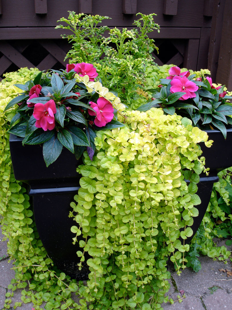 Potée impatiens et feuillage My Little Jardin Jardin classique Fleur,Plante,Pot de fleur,Plante d&#39;appartement,Pétale,Fenêtre,Arrangement floral,Gazon,Arbuste,Espace public