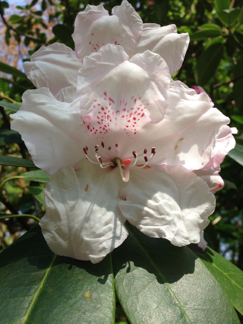 Rhododendron homify Jardines de estilo rural