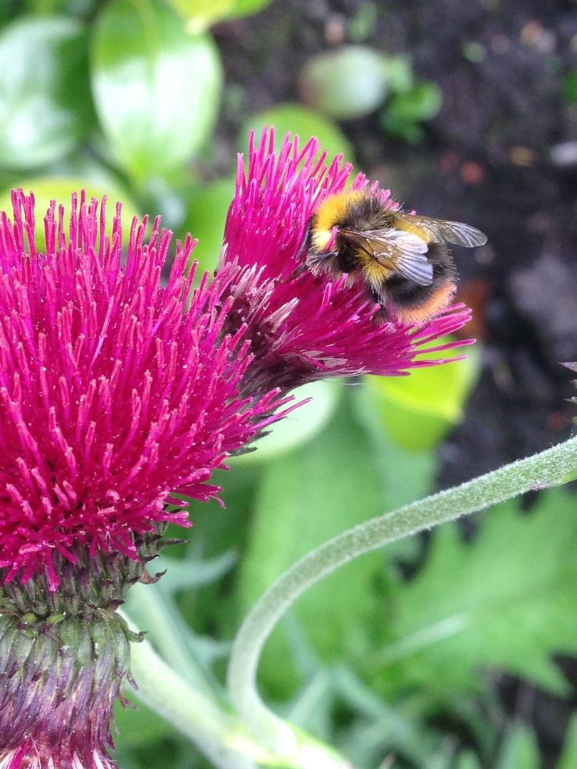 Cirsium rivulare 'Atropurpureum' homify 컨트리스타일 정원