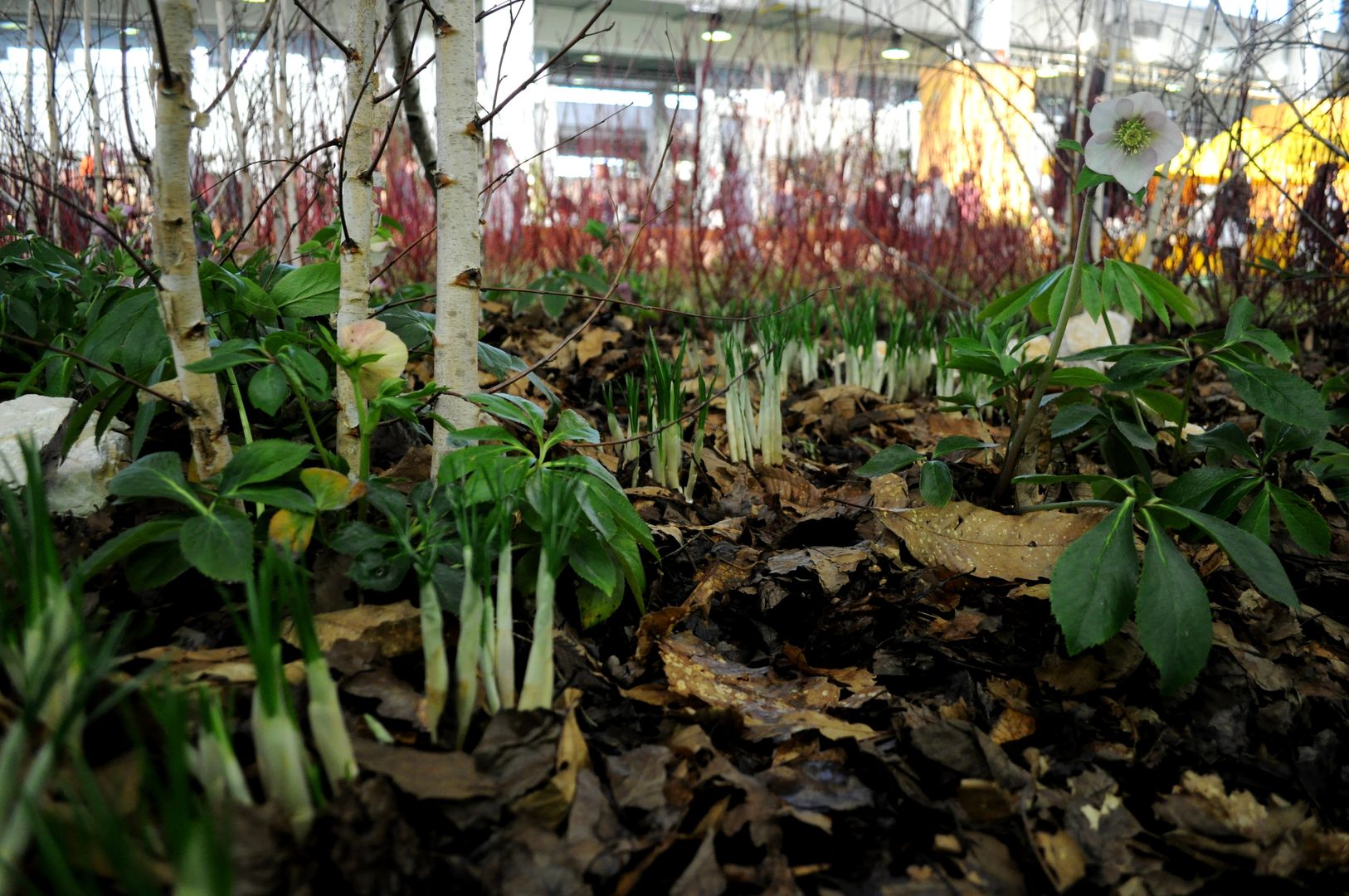 Il giardino dei semplici..., LUCIA PANZETTA - PAESAGGISTA LUCIA PANZETTA - PAESAGGISTA