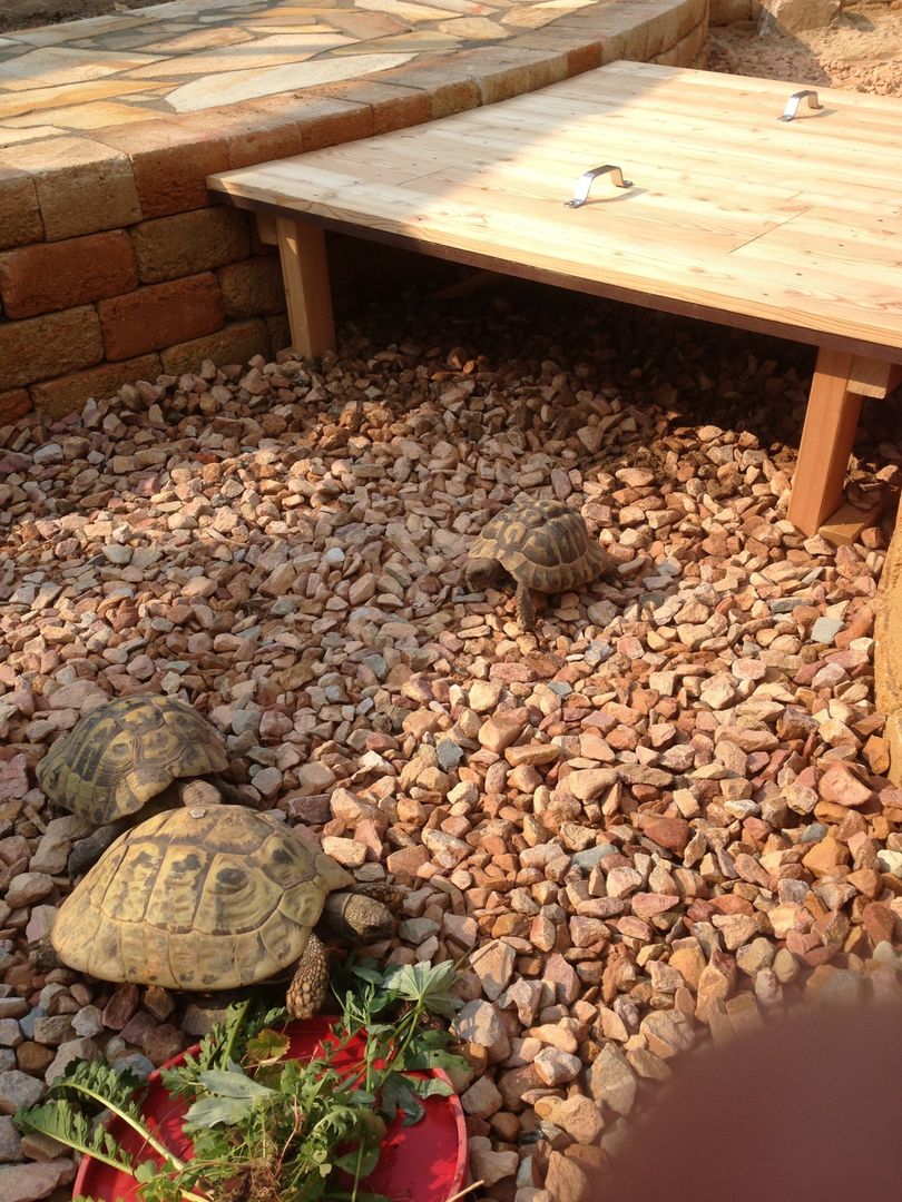 Einzug in den Schildkrötengarten Kersten Gartenprojekte GmbH