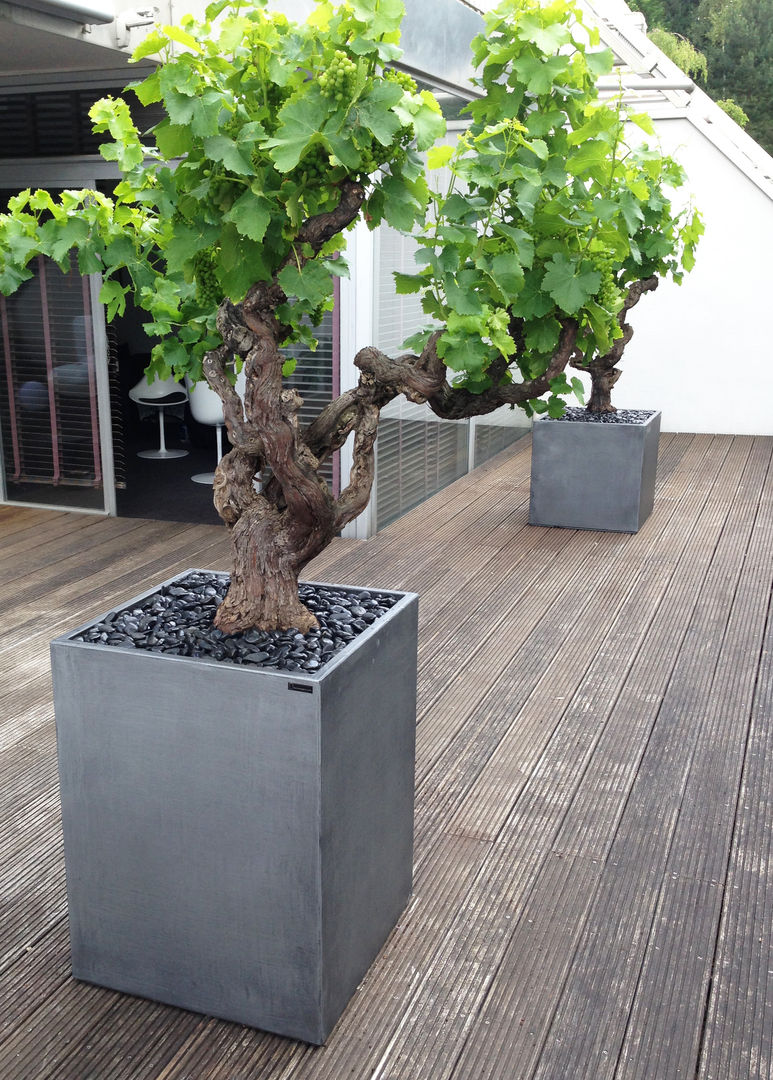 Cube Image'In aspect Zinc ATELIER SO GREEN Balcon, Veranda & Terrasse industriels Plante,Pot de fleur,Plante d&#39;appartement,Bois,Arbre,Bonsaï,Jaune,Tronc,Gazon,Bois franc