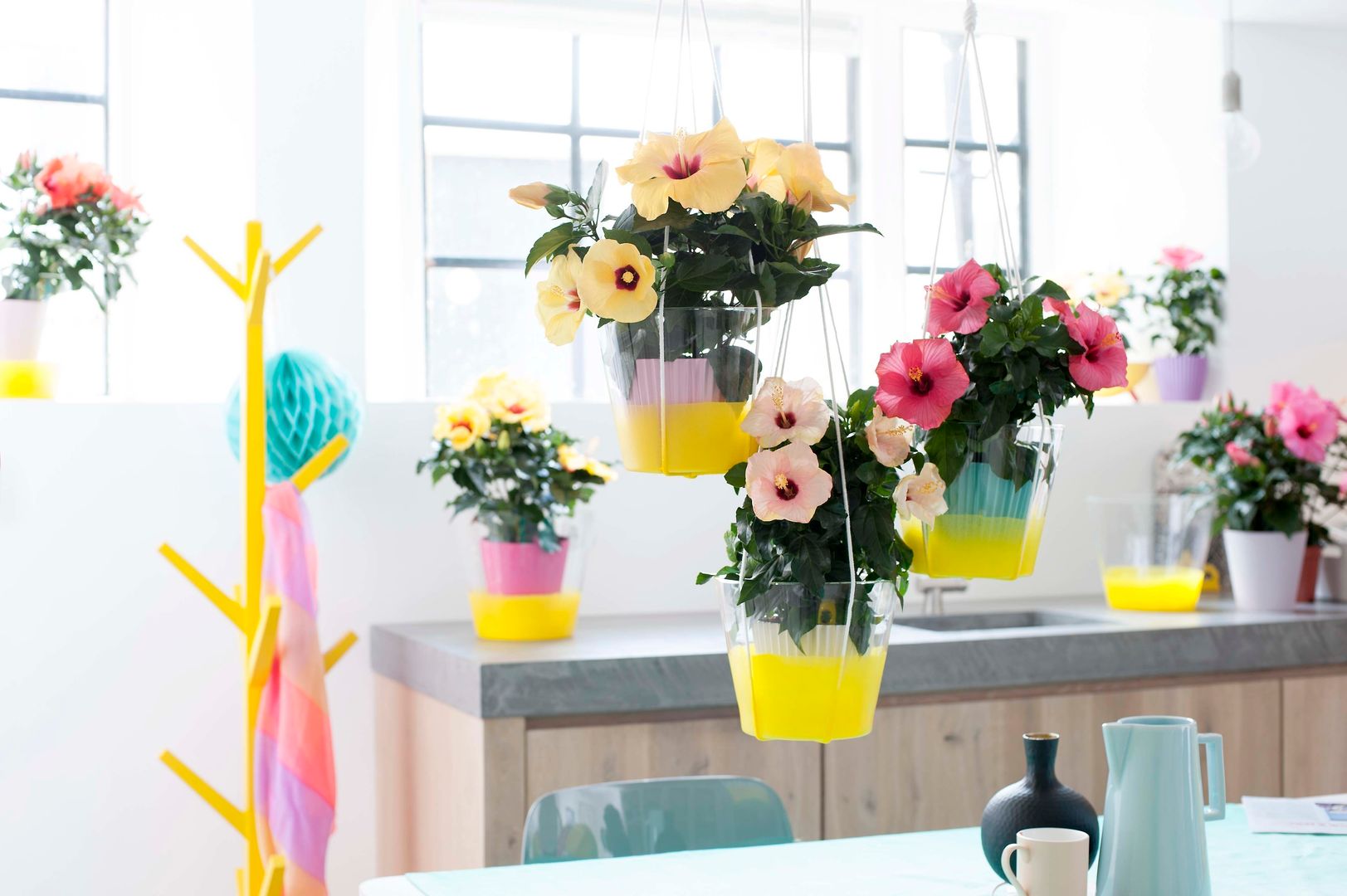 Der Hibiskus – Zimmerpflanze des Monats Mai, Pflanzenfreude.de Pflanzenfreude.de Tropical style dining room Accessories & decoration