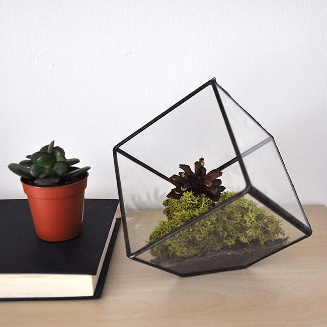 Terrario Cubo, ZetaGlass ZetaGlass 庭院 玻璃 植物與配件