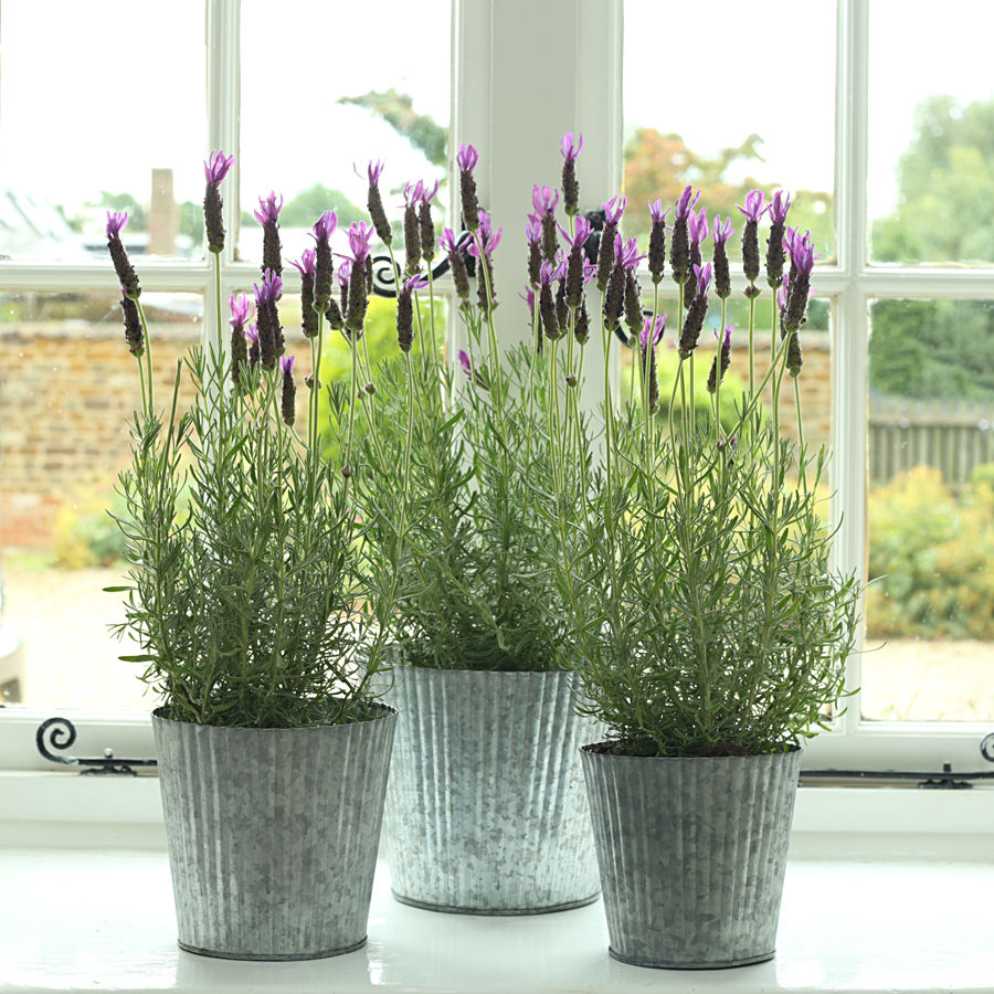 Galvanised Ribbed Metal Planter ELLA JAMES Jardins clássicos Potes e vasos