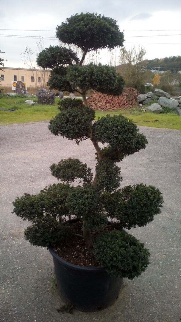 CanlıBahçe Fidancılık, CanlıBahçe Fidancılık CanlıBahçe Fidancılık Klassischer Garten