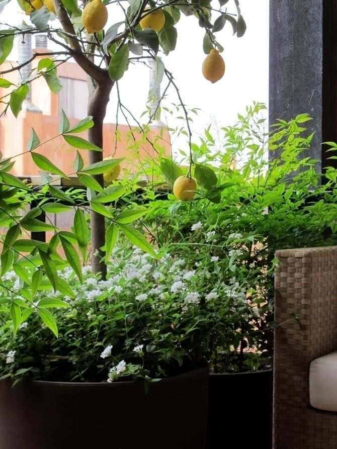 Una terraza pequeña Asilvestrada Balcones y terrazas mediterráneos