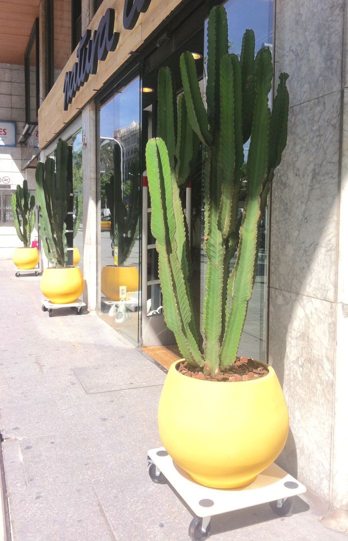 Cactus en la entrada de Natura Casa Asilvestrada Balcones y terrazas modernos