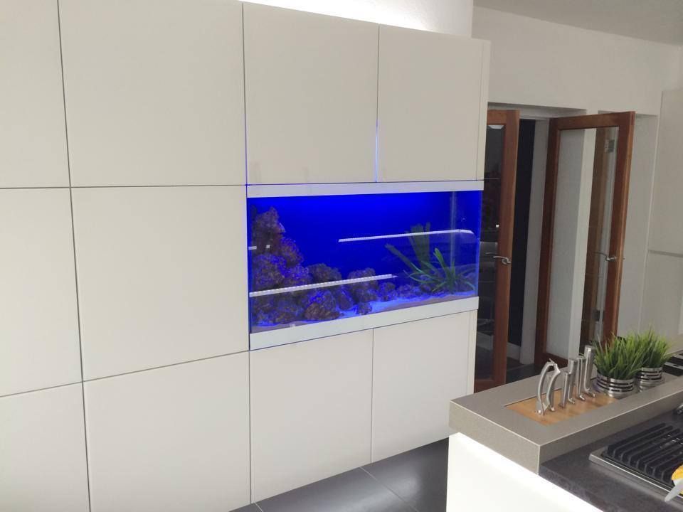 Kitchen Aquarium, Ayr, DC Aquariums DC Aquariums Modern kitchen