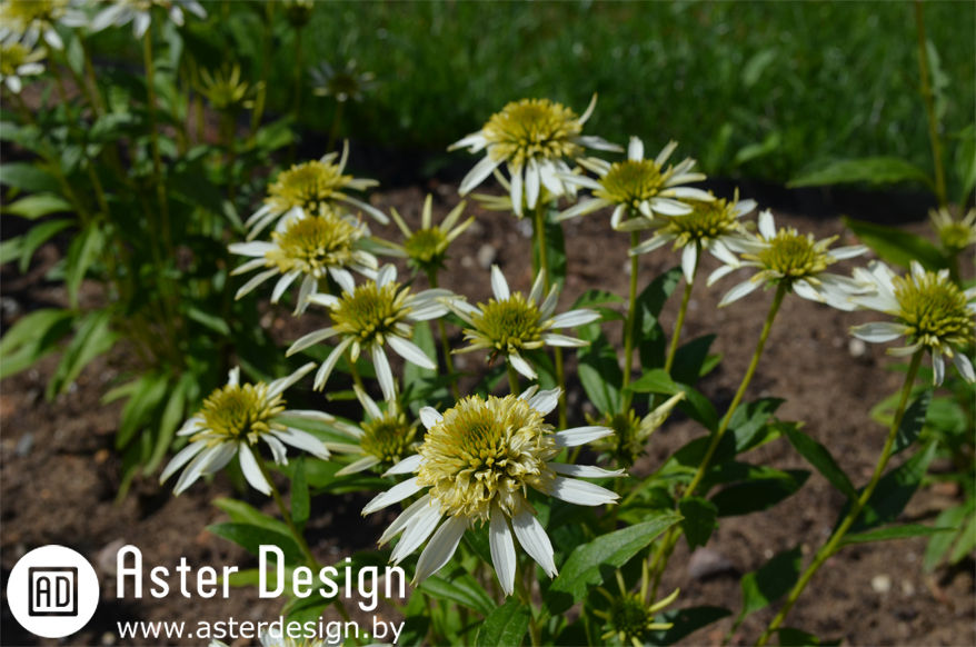 Цветники на Вилейке, Aster Garden Aster Garden Jardines rurales