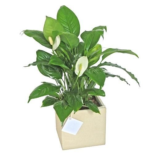 Las Plantas de "Tu jardín", Flores & Regalos Tu jardin Flores & Regalos Tu jardin حديقة أنسجة طبيعية Beige أُصص النباتات والفازات