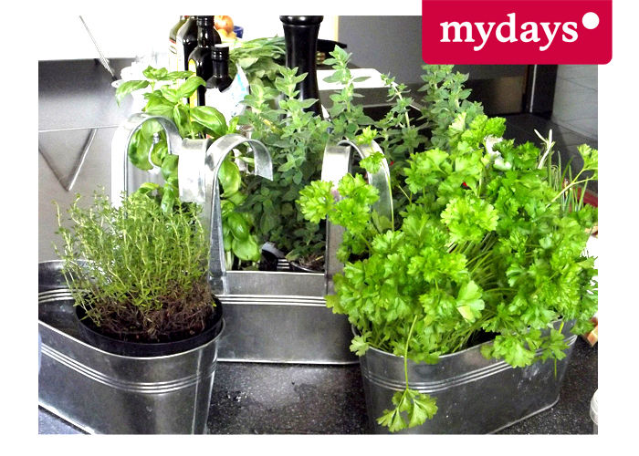 Kräutergarten DIY, mydays mydays 地中海デザインの テラス 植物＆花