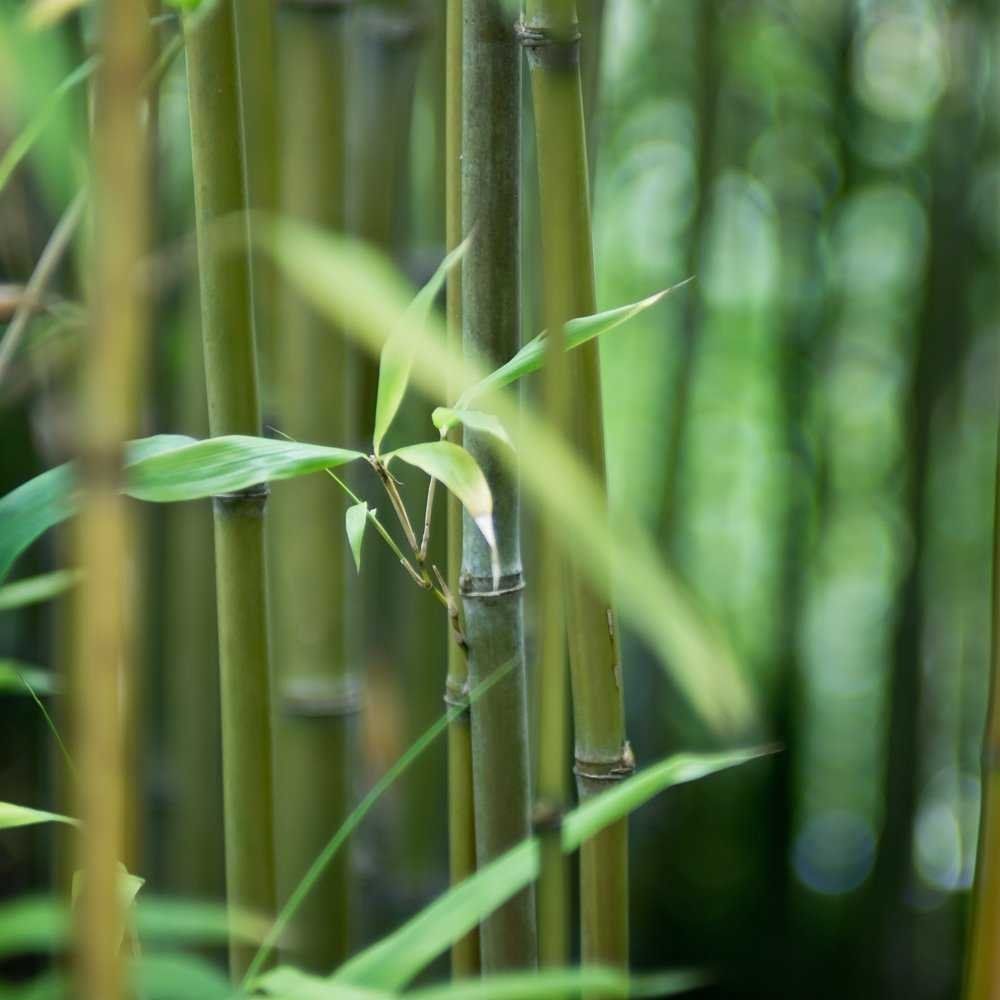 Bamboo, Best4hedging Best4hedging สวน