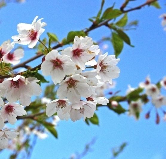 Prunus yedoensis Barcham Trees Plc Garten im Landhausstil