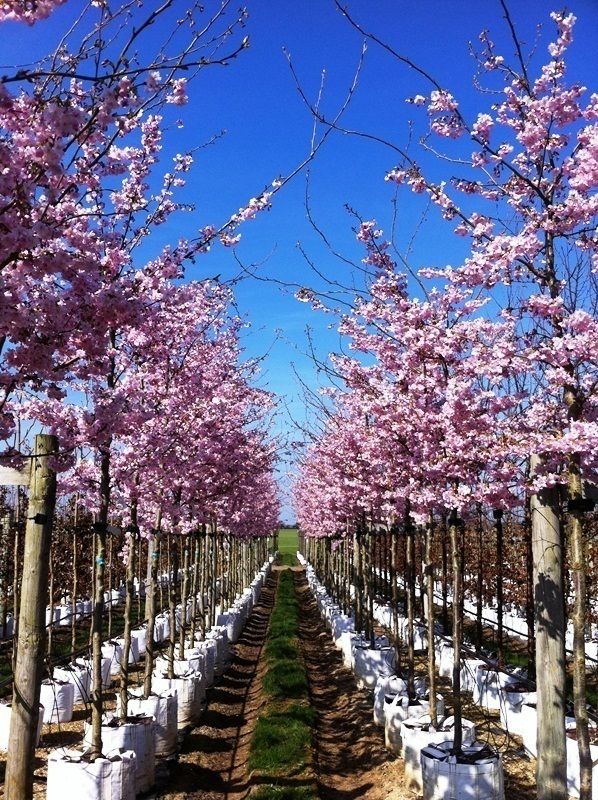 Ornamental Cherry Trees, Barcham Trees Plc Barcham Trees Plc Giardino rurale