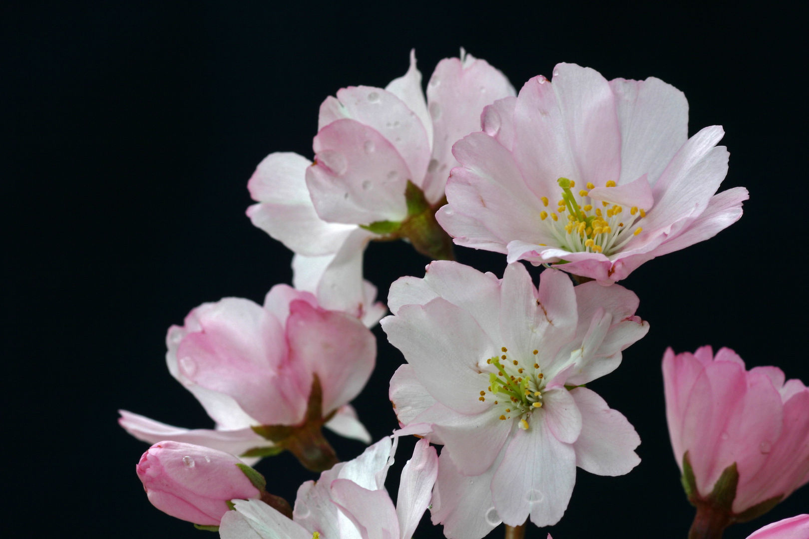 Prunus subhirtella Autumnalis Rosea Barcham Trees Plc Jardin rural