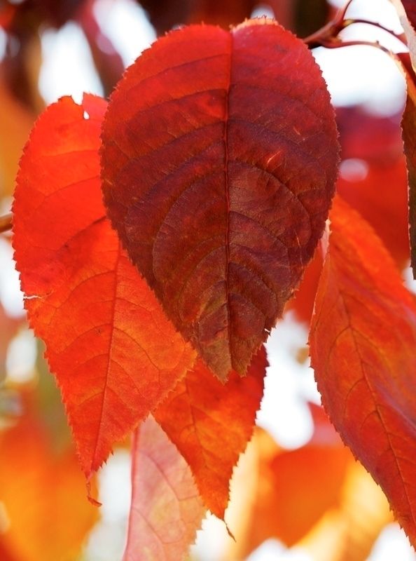 Prunus sargentii Barcham Trees Plc Country style garden