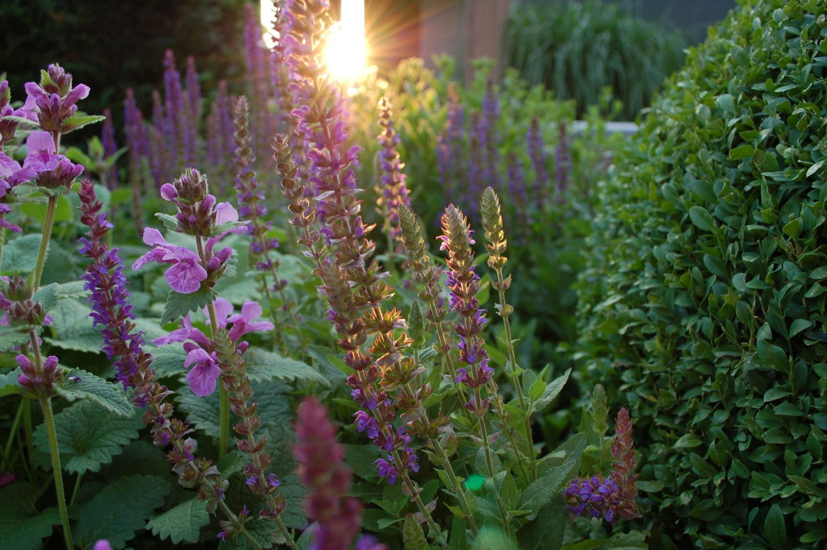 Kleur in de tuin, Biesot Biesot モダンな庭