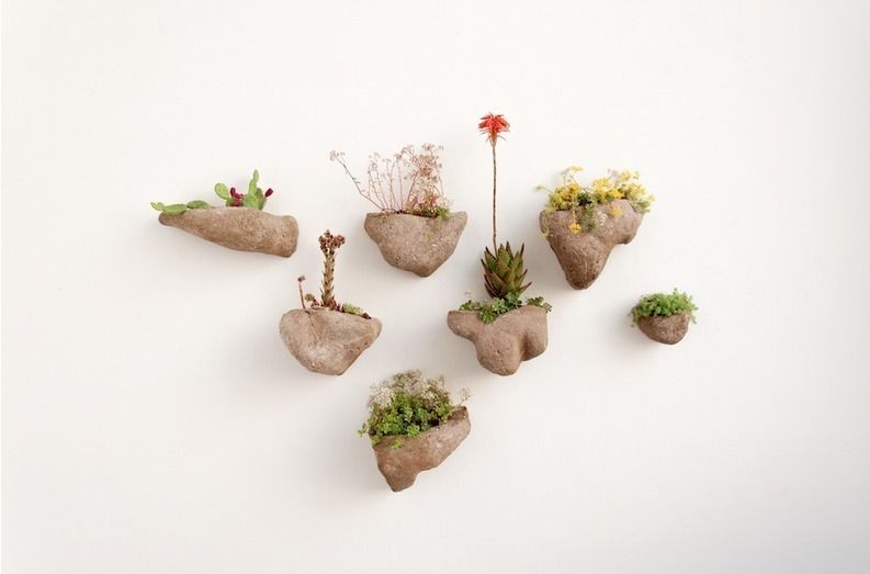 Wedding Plant - Mineral, Julie Martin Julie Martin Внутрішній сад Внутрішнє озеленення