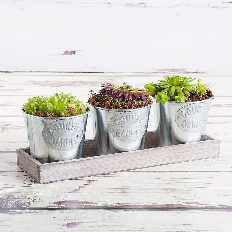 Summer Trio Planter Appleyard London حديقة نباتات و زهور