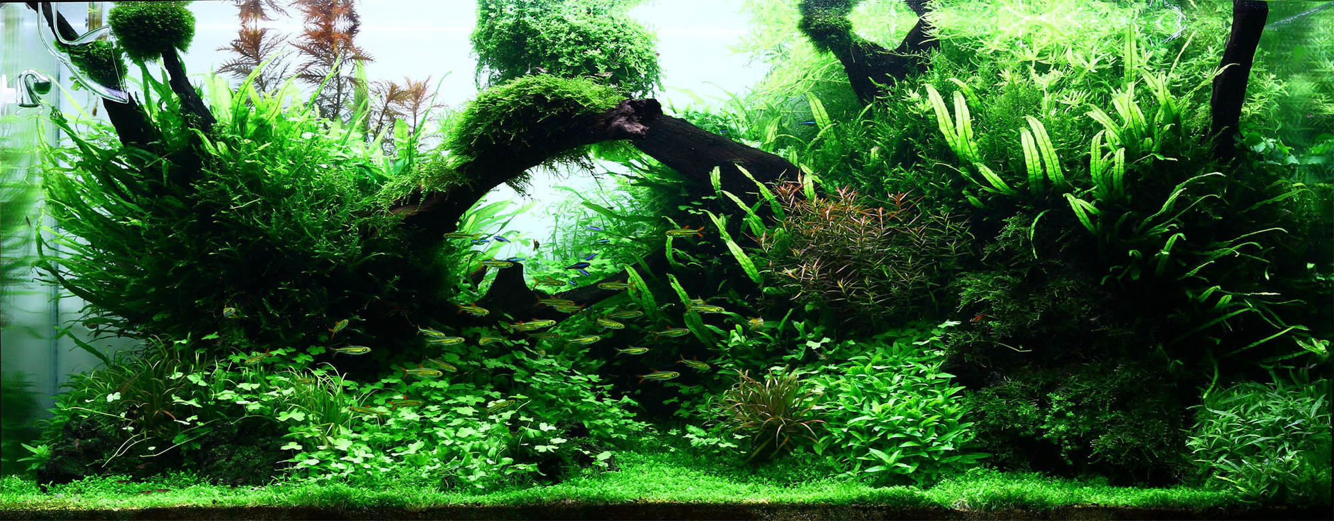 Aquascaping: Naturlandschaften unter Wasser, Aquasabi Aquasabi Interior garden Interior landscaping