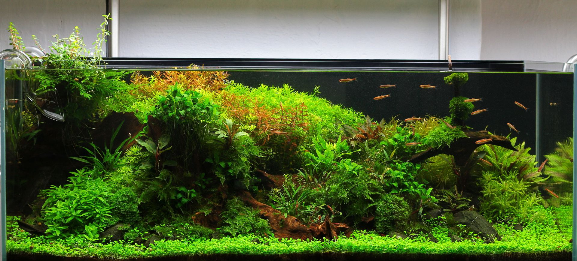 Aquascaping: Naturlandschaften unter Wasser, Aquasabi Aquasabi Interior garden Interior landscaping