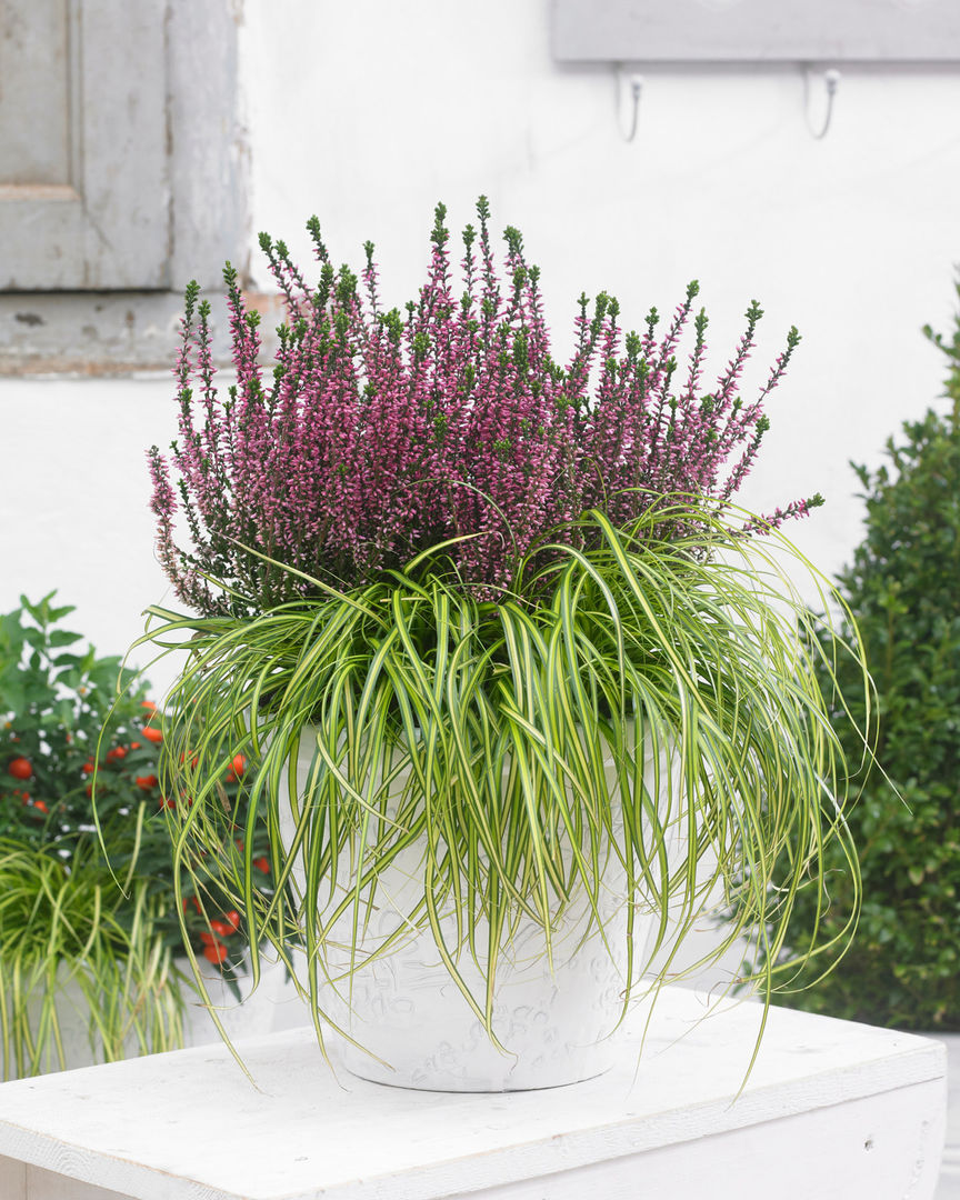 Herbstgarten, Pflanzenfreude.de Pflanzenfreude.de Jardines de estilo clásico