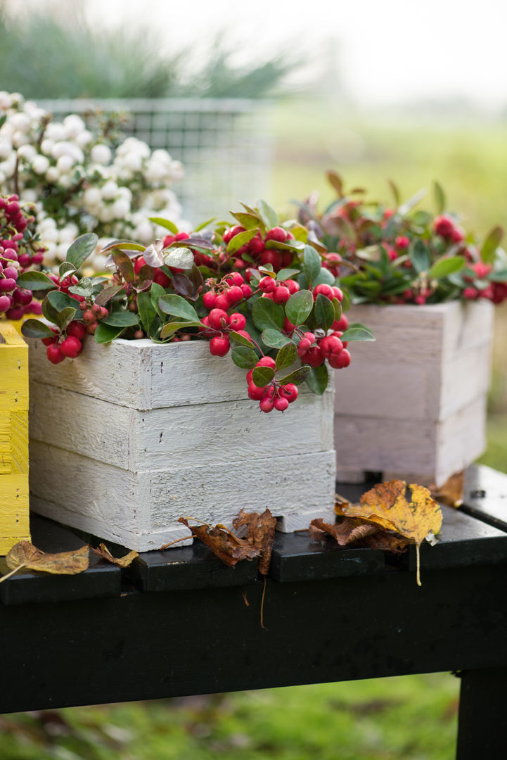 Herbstgarten, Pflanzenfreude.de Pflanzenfreude.de Jardines clásicos