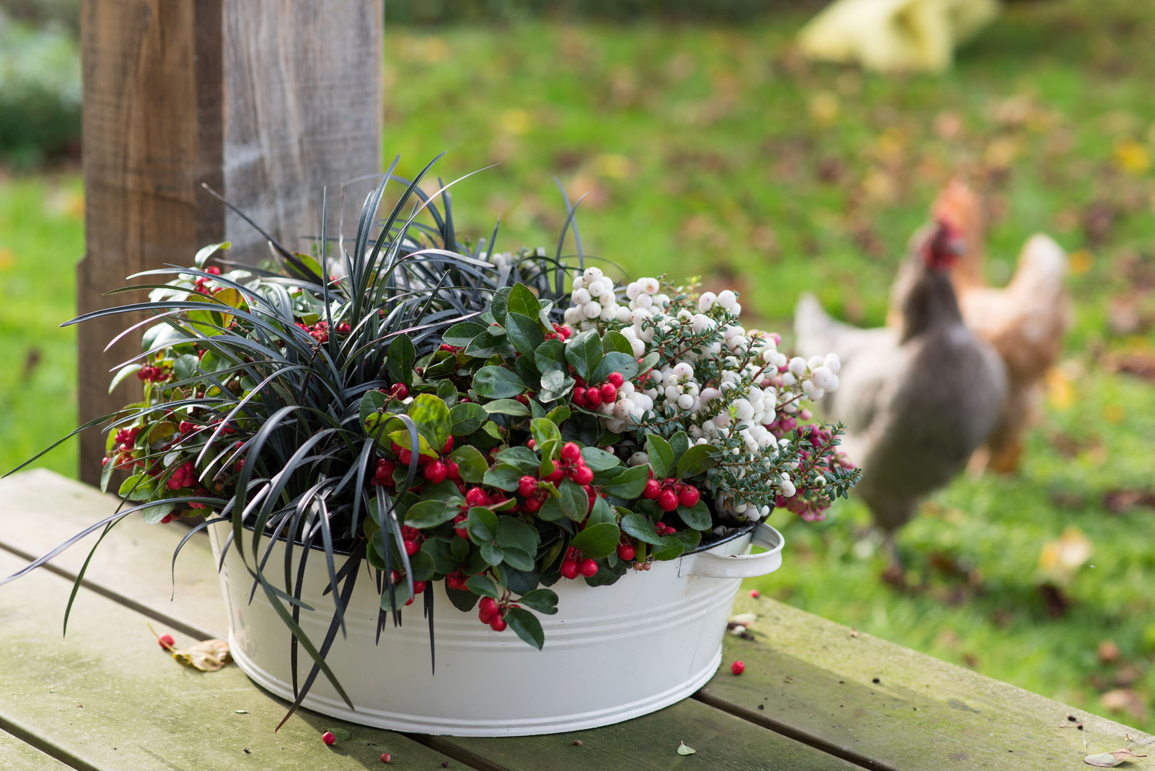 Herbstgarten, Pflanzenfreude.de Pflanzenfreude.de Jardines de estilo clásico