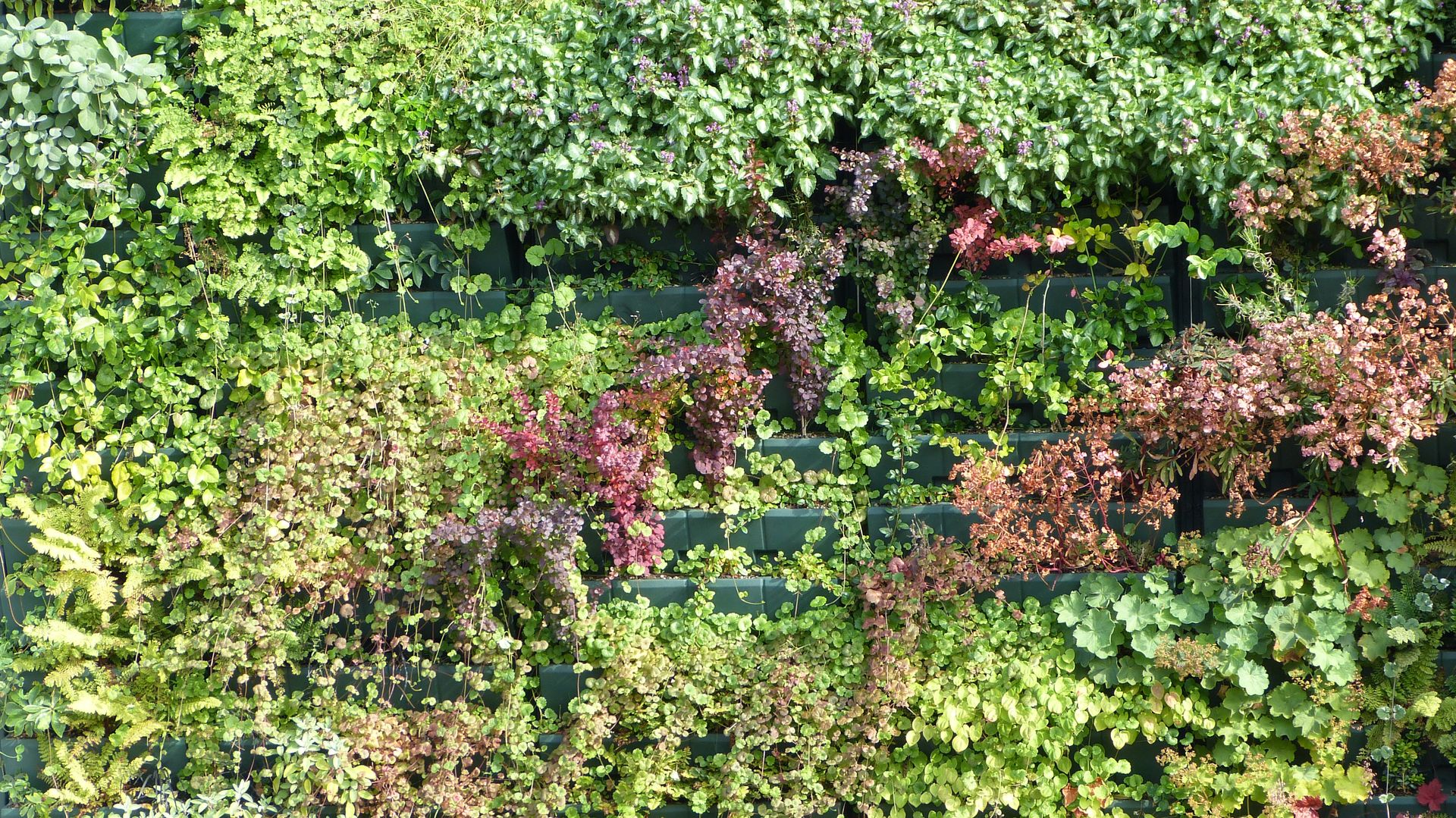 Végétaux naturels - Façade végétalisée / Mur végétal extérieur, Vertical Flore Vertical Flore Casas de estilo rural