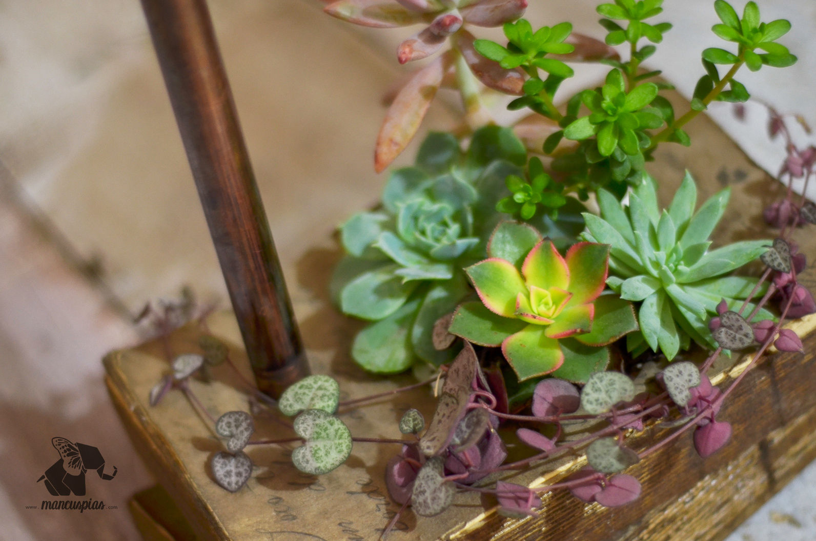 Detalle: Plantas Libro xxxxxxxx Jardines de estilo industrial Plantas y accesorios