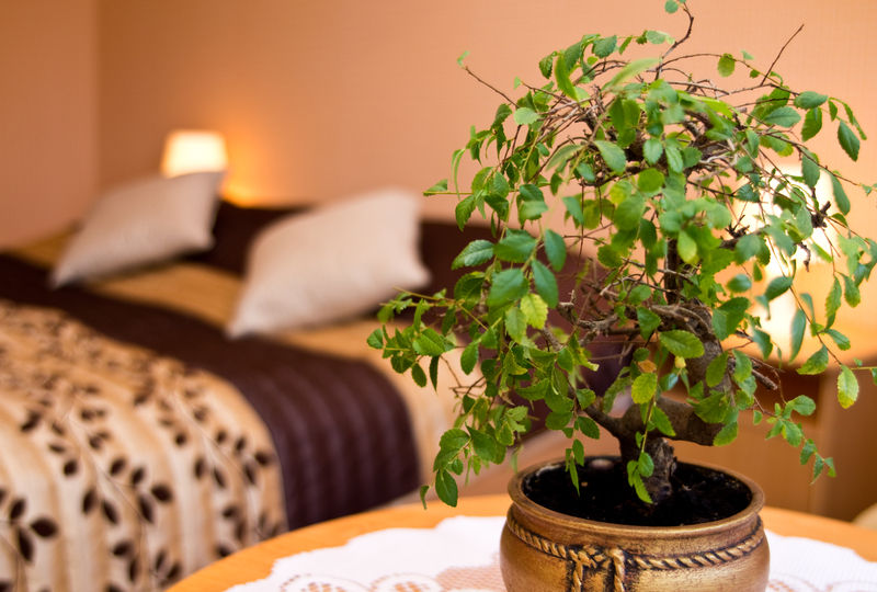 Plants to liven up bedrooms Custom Media غرفة نوم أنسجة طبيعية Beige ديكورات واكسسوارات