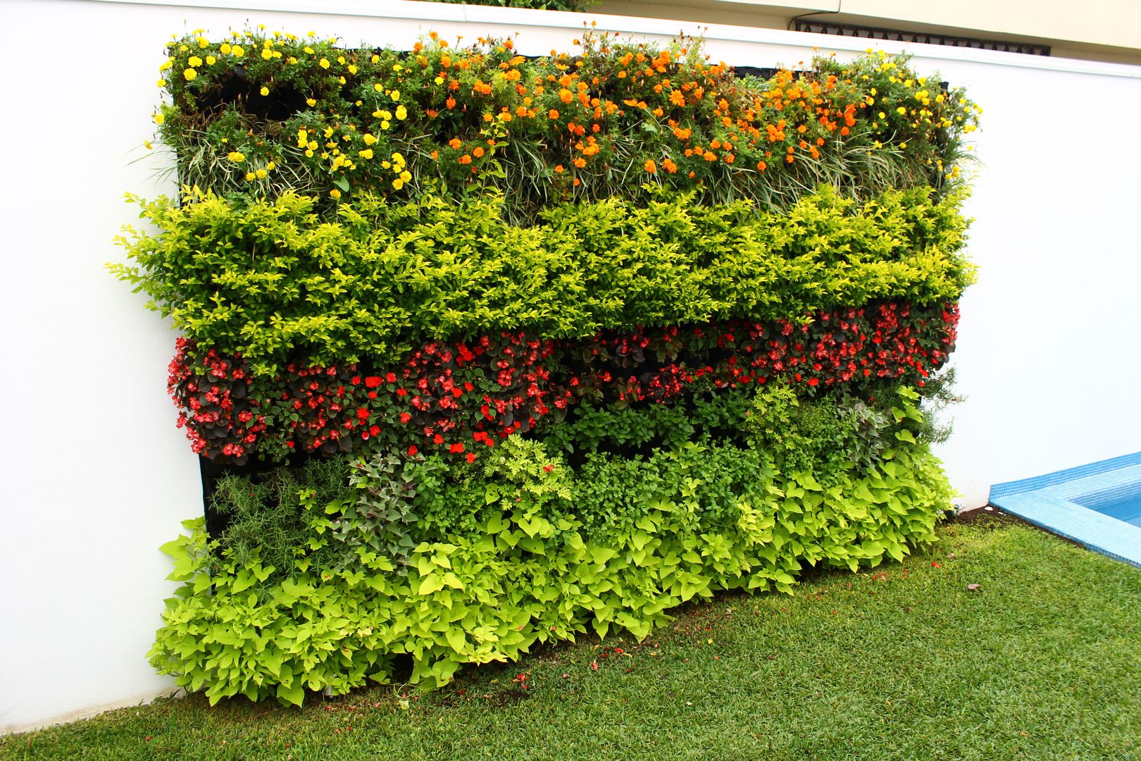 Jardines Verticales, HUICHOL HUICHOL Casas estilo moderno: ideas, arquitectura e imágenes