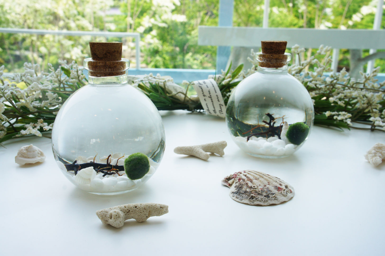 Marimoball Terrarium(사랑스런 애완식물 마리모볼), luvinball luvinball Nowoczesny ogród Rośliny i akcesoria