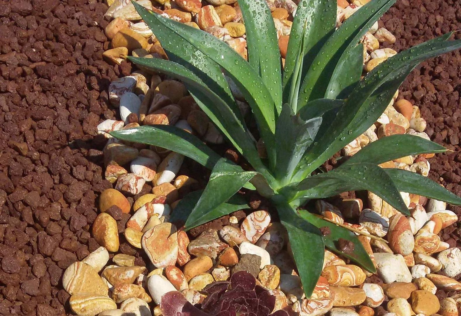 sihirlipeyzaj, sihirlipeyzaj sihirlipeyzaj Jardins asiáticos Pedra Plantas e flores