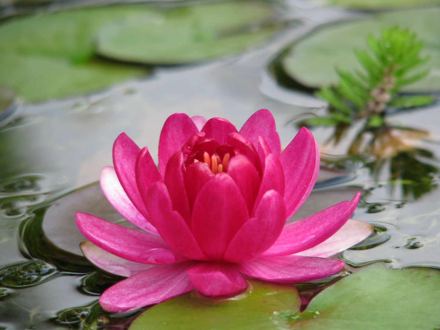 Seerose Perry' s Baby Red Dr. Teichmann Klassischer Garten Pflanzen und Blumen