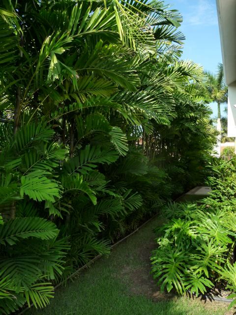 Villa in Nuevo Vallarta, Tropical America landscaping Tropical America landscaping Nowoczesny ogród Rośliny i kwiaty