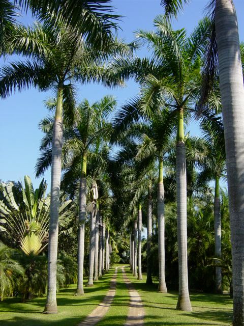 Árboles, Tropical America landscaping Tropical America landscaping Moderner Garten