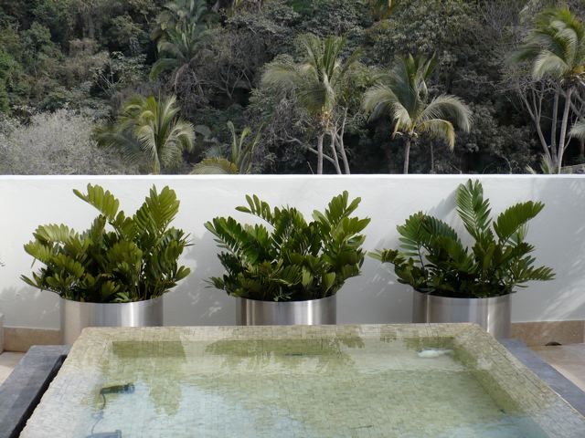 Macetas, Tropical America landscaping Tropical America landscaping Vườn phong cách hiện đại