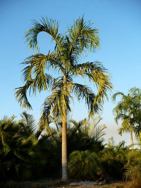 Árboles, Tropical America landscaping Tropical America landscaping Vườn phong cách hiện đại