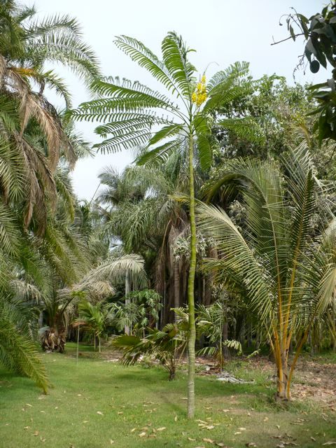 Árboles, Tropical America landscaping Tropical America landscaping Vườn phong cách hiện đại