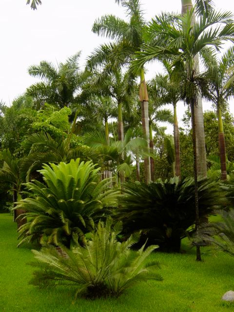 Plantas, Tropical America landscaping Tropical America landscaping Vườn phong cách hiện đại