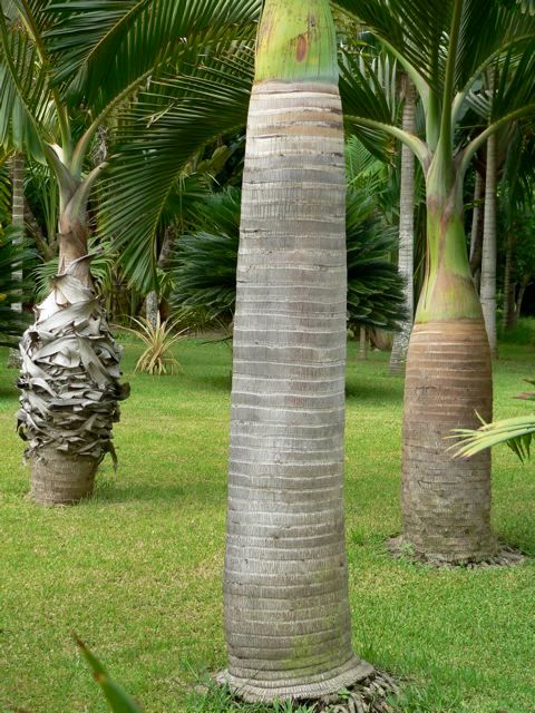 Plantas, Tropical America landscaping Tropical America landscaping Vườn phong cách hiện đại