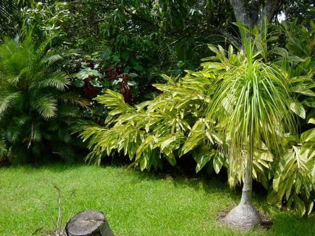Plantas, Tropical America landscaping Tropical America landscaping Jardines de estilo moderno