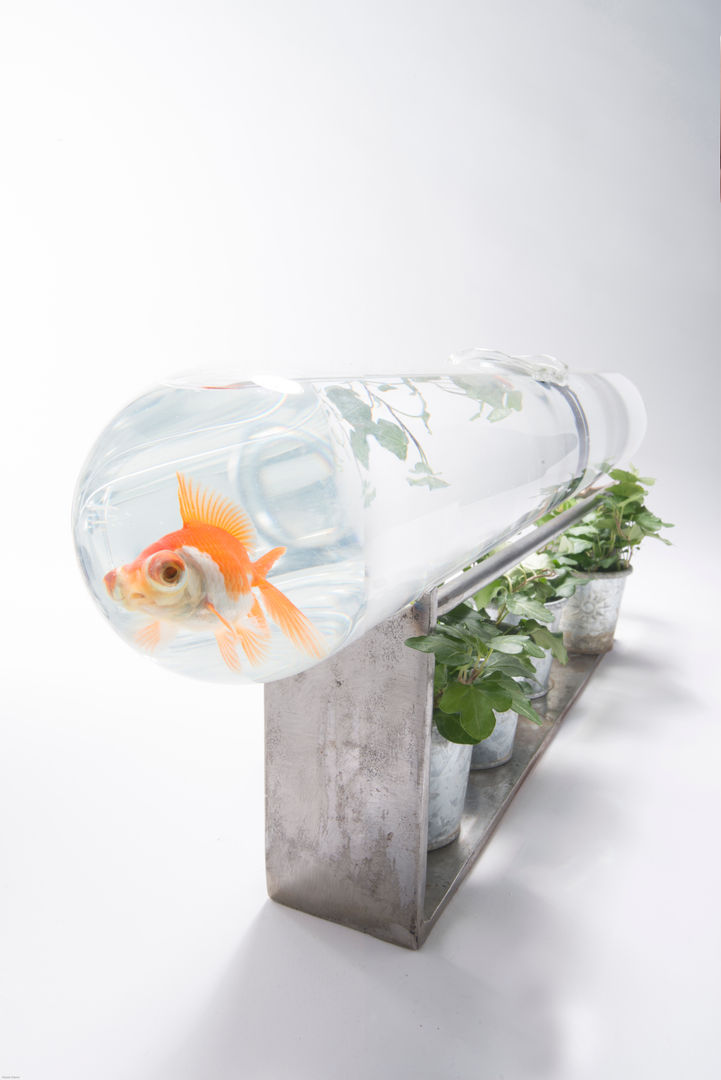 PRODUIT l’aquarium : ligne de nage pour Edmond le poisson rouge, Frédéric TABARY Frédéric TABARY Interior garden Glass Interior landscaping