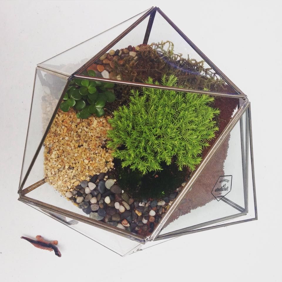 Icosaedro Decorería La Suculenta Jardines de estilo moderno Plantas y accesorios