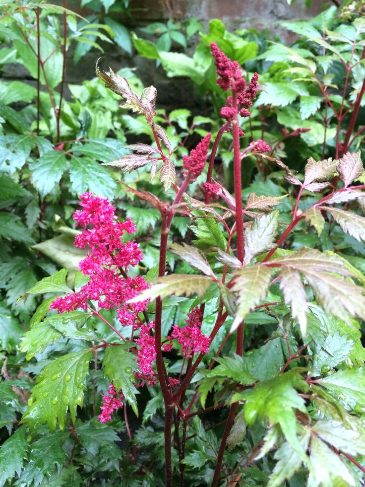 Regent's Park Terrace Aralia クラシカルな 庭 石