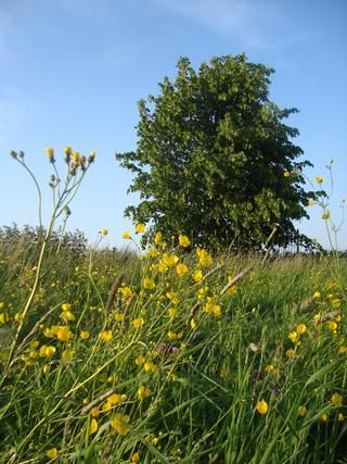 Nieuwe natuur, groenpartners groenpartners Country style garden